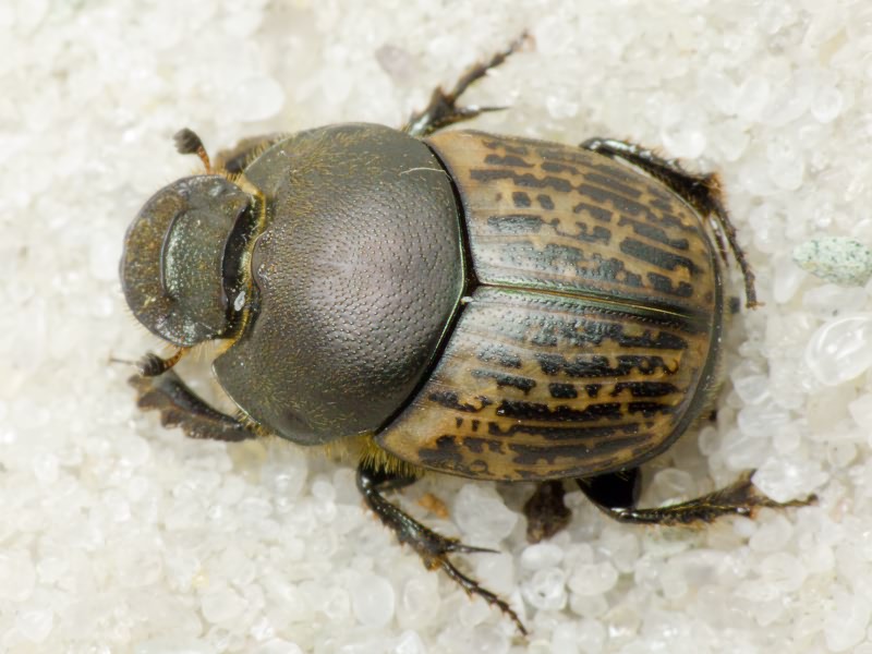 Onthophagus vacca (Linnaeus, 1767)